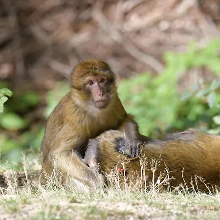 Дом отдыха Eifel Ferienhaus Mirjam