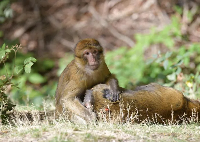 Nyaraló Eifel Ferienhaus Mirjam